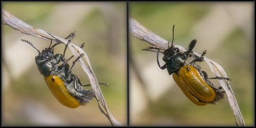 Réf. 204 688 : Labidostomis sp.